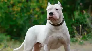 Perro ataca a una mujer en Mérida; propietaria enfrenta cargos por lesiones dolosas