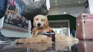 El perrito estuvo entre los primeros lugares del primer certamen en Tabasco