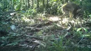 77 especies silvestres aprovechan la conservación