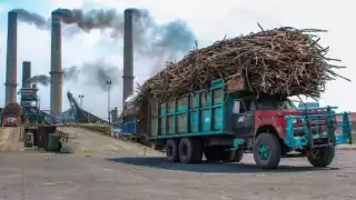 Importación de endulzante de maíz afecta a cañeros de Quintana Roo; más de 3 mil familias se ven afectadas