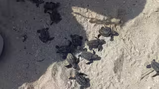 Rescatan 79 crías de tortuga carey en Progreso; ya son más de 5 mil huevos protegidos