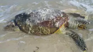 Especialistas destacan que no hay pronóstico cien por ciento seguro, sino que las visitas de estos reptiles suceden de manera inesperada