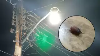 Los cuclines se aglomeran durante las noches cerca de la luz de los focos