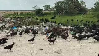 Denuncian contaminación en basurero municipal de Candelaria por falta de vigilancia