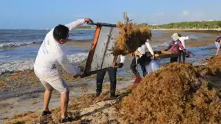 Eligieron a Solidaridad por el manejo de las algas.