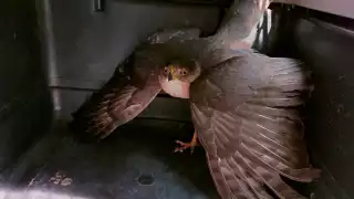 El ave se encuentra en buenas condiciones de salud