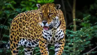 Un hombre se encontró de frente con un jaguar en Tamaulipas: VIDEO