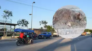 Vecinos de Chelem se muestran indignados por el maltrato animal