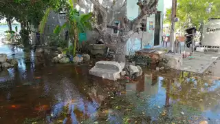 Cocodrilos se pasean por las casas en Chabihau, Yucatán, por el desborde de los manglares