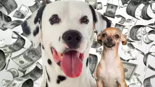 Un millonario perro busca nana. Foto: Especial