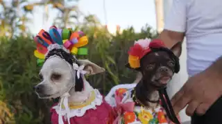 Así lucen los lomitos en el Parque recreativo de San Francisco