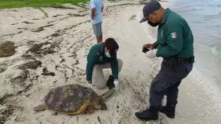 Policía Ecológica rescata a una tortuga tras ser atacada por perros en Progreso