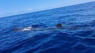 Otorgan permisos a 80 embarcaciones de Holbox para tours con tiburón ballena