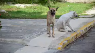 Los delitos contra el ambiente se han registrado en Hopelchén y Campeche