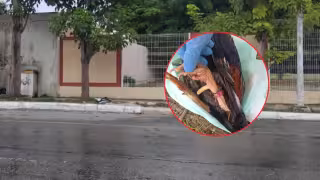 Investigan presunto maltrato animal en Campeche tras hallar un gallo muerto frente a una escuela