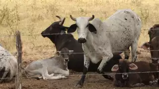 Realizaran estudios en los ganados para detectar tuberculosis que puede dañar la salud de las personas