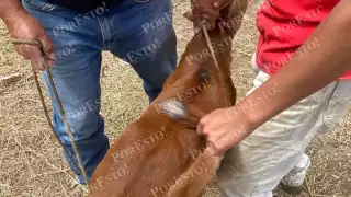 Confirman nueve casos más de gusano barrenador en Campeche