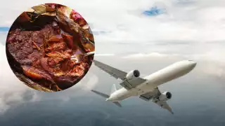 Las diversas empresas aéreas tienen establecidos permisos y prohibiciones para poder abordar el avión