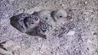 Denuncian a motociclistas que hacen “arrancones” cerca de la zona de anidación de aves en la costa de Yucatán