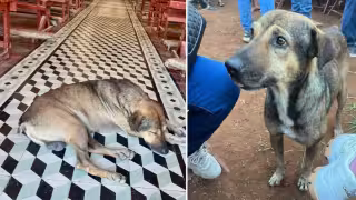 Luto en Pomuch: muere “Culino”, el perro fiel que acompañaba misas y procesiones