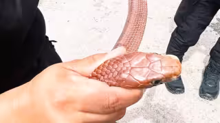 Rescatan serpiente sabanera de dos metros en una vivienda de Valladolid