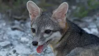 La especie no esta en peligro de extinción pero si en riesgo