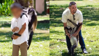 Mono araña irrumpe en sesión de fotos familiar en Dzidzantún, Yucatán