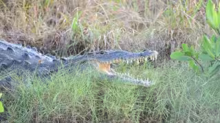 Turista sobrevive a ataque de cocodrilo en Caye Caulker