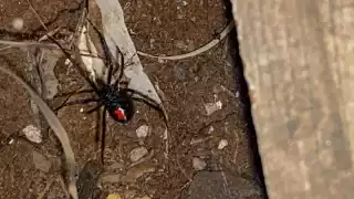 Hallan una araña viuda negra dentro de un domicilio en Buctzotz
