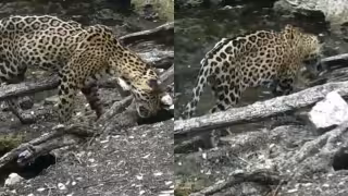 ¿Falta de presas? Captan a jaguar muy delgado en la selva de Yucatán | Video