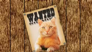 La curiosa historia de este gato español se viralizó en la red. Foto: Especial