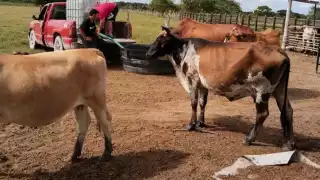Productores de Emiliano Zapata dicen que están olvidados, por lo que han tenido que ver cómo sobrevivir a la crisis que impera.