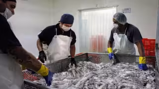 Manufactura y pesca disparan las exportaciones en Yucatán; ventas al exterior suman 624 mdd en el primer trimestre de 2026