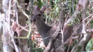 Cacería de cuatro venados en Cansahcab, Yucatán, genera indignación