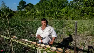 Desde el año 2000 trabajan proyectos de cedro, caoba y ciricote en la Zona Maya