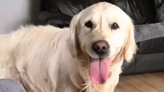 El peludito ya está en casa. Foto: Especial