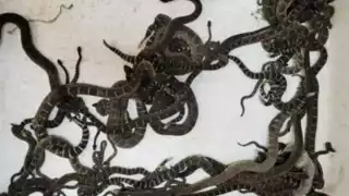 Las boas fueron reubicadas en otro sitio lejos de la población