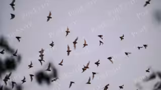 Majestuosa "La Cueva de los Murciélagos": santuario natural de Calakmul