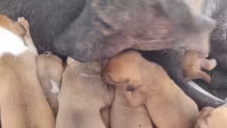 Asociación rescata a 'Bubulubu', perrita maltratada en Baca