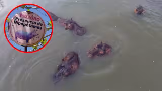 Hipopótamos de Pablo Escobar: Colombia autoriza sacrificarlos; ¿México podría rescatarlos?