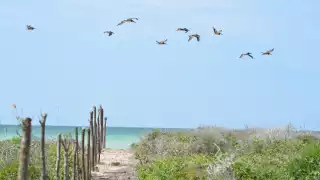 Los desarrollos inmobiliarios en la costa como Paraíso Sisal resultan “una bomba de tiempo”
