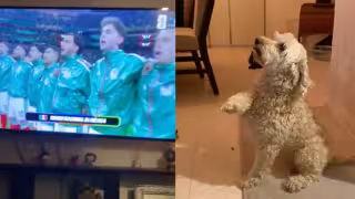 Perrito se hace viral por 'saludar' mientras suena el Himno Nacional Mexicano durante el partido de México vs. Ecuador