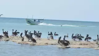 El Palmar “es una zona de amortiguamiento de diversos fenómenos naturales” que esta en riesgo, advirtió una científica de la UNAM