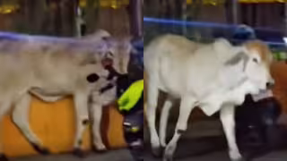 ¡Se escapó el toro!  Bovino se escapa y causa caos en el Centro de Kanasín