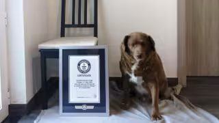 Bobi tenía el récord desde febrero de 2023