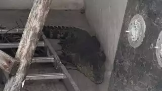 Rescatan a cocodrilo en la colonia Hacienda Chetumal