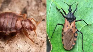 Chinches parisinas vs chinches yucatecas, ¿Cuál es la diferencia?