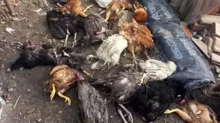 Jauría de perros mata a gallinas, pavos y patos en una casa en Kinchil