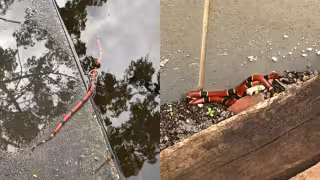 Reportan serpientes coralillo en calles inundadas de Conkal tras intensas lluvias
