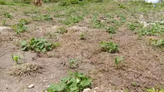 Existe una amplia preocupación en el sector campesino de la Zona Limítrofe entre Quintana Roo y Campeche